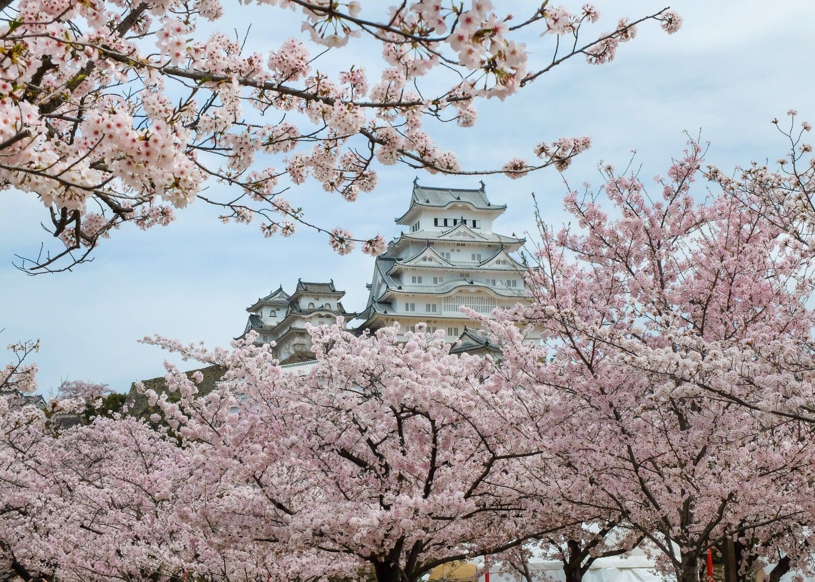 2026 日本姬路城櫻花季滿開時間|第一名城賞櫻必去景點推薦