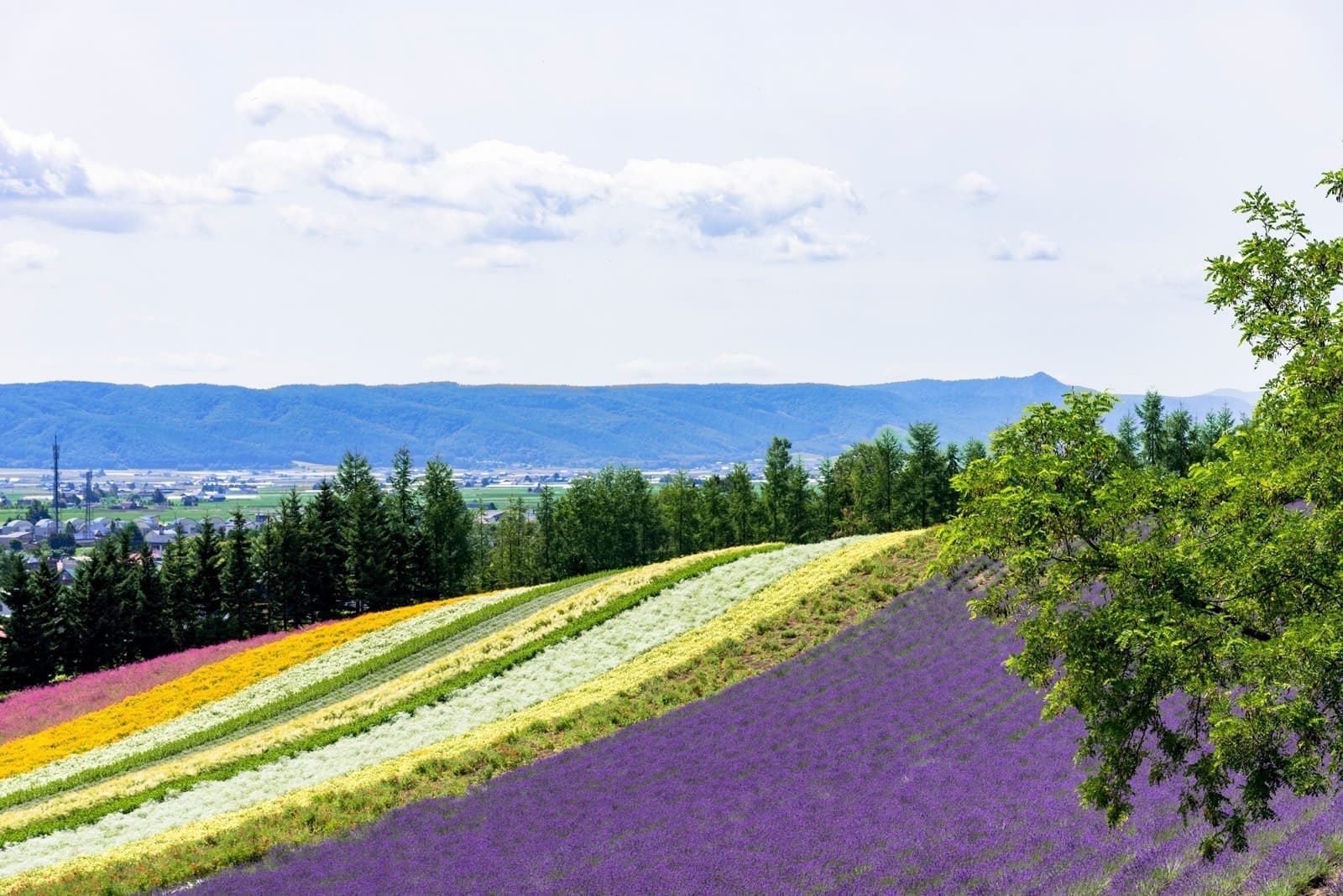 富良野美瑛夏季田園道路與北海道自駕景色