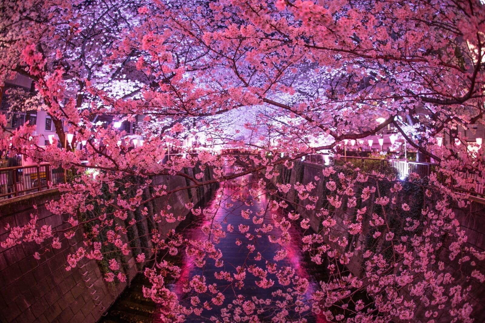 東日本櫻花開花預測(關東,北陸,東海)