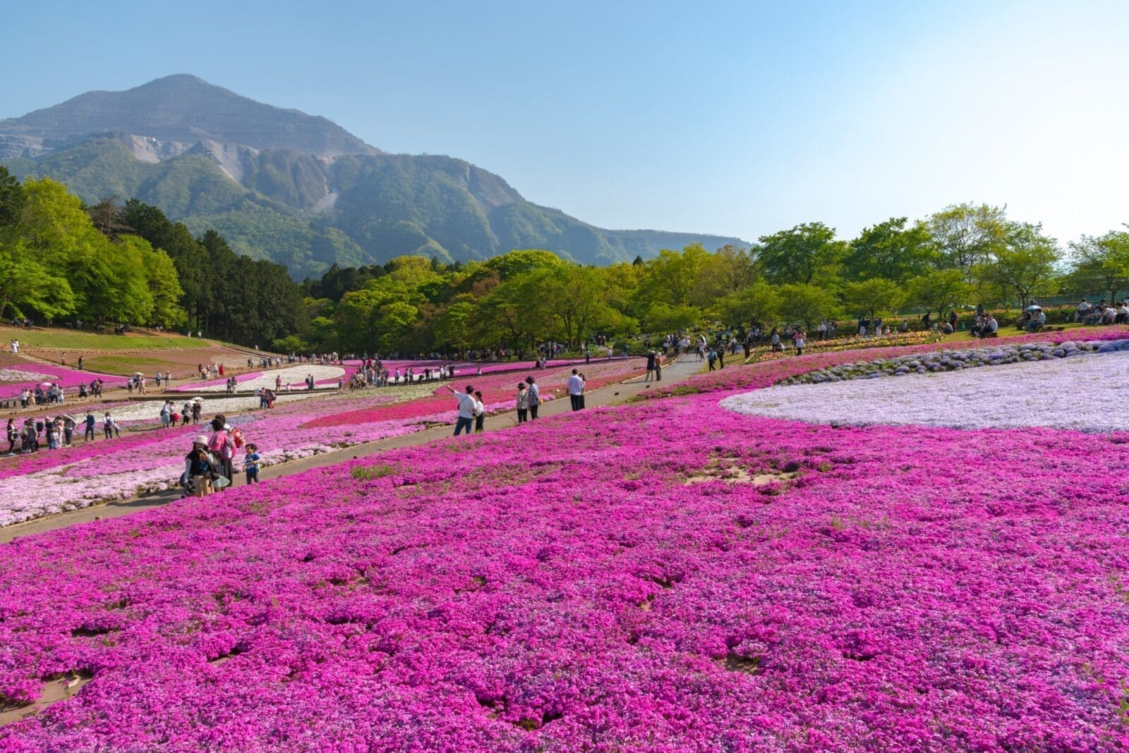 2026 秩父羊山公園芝櫻節攻略 開花時間、門票、交通方式