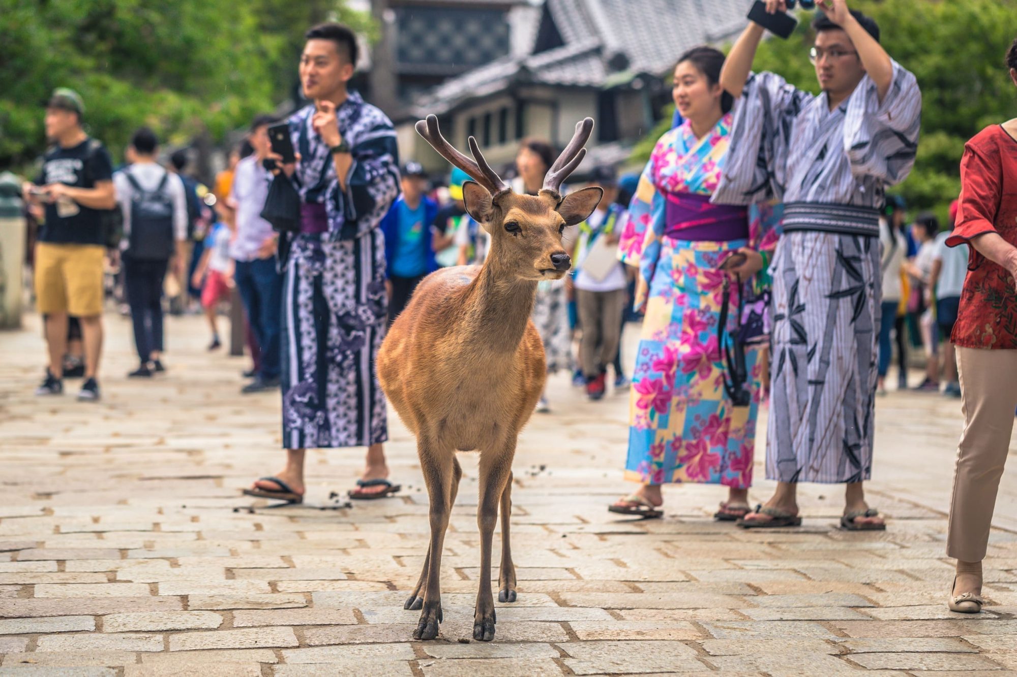 【日本 vs 台灣】旅遊文化差異大公開！日本導遊告訴你15件在日本千萬別搞錯的事！