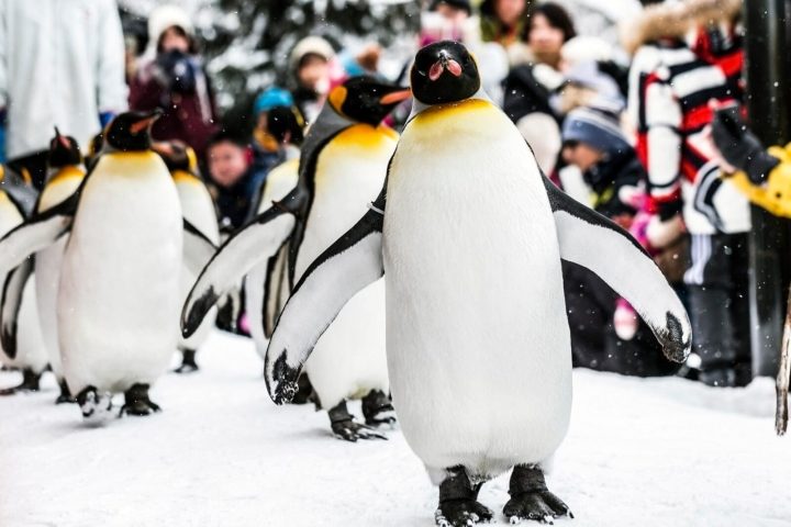 北海道旭山動物園與札幌 Factory 一日遊