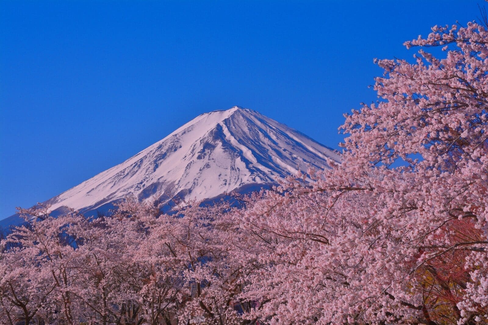 2026 富士山拍照景點攻略｜河口湖、富士吉田與山中湖取景路線