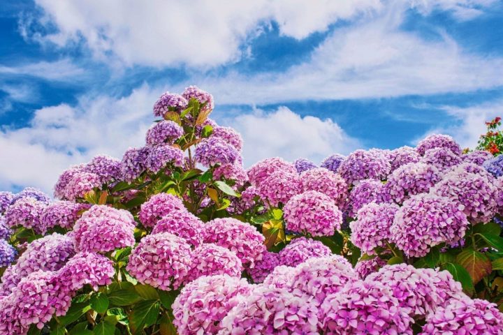 東京「繡球花季」5日遊｜小石川後樂園・21_21 美術館