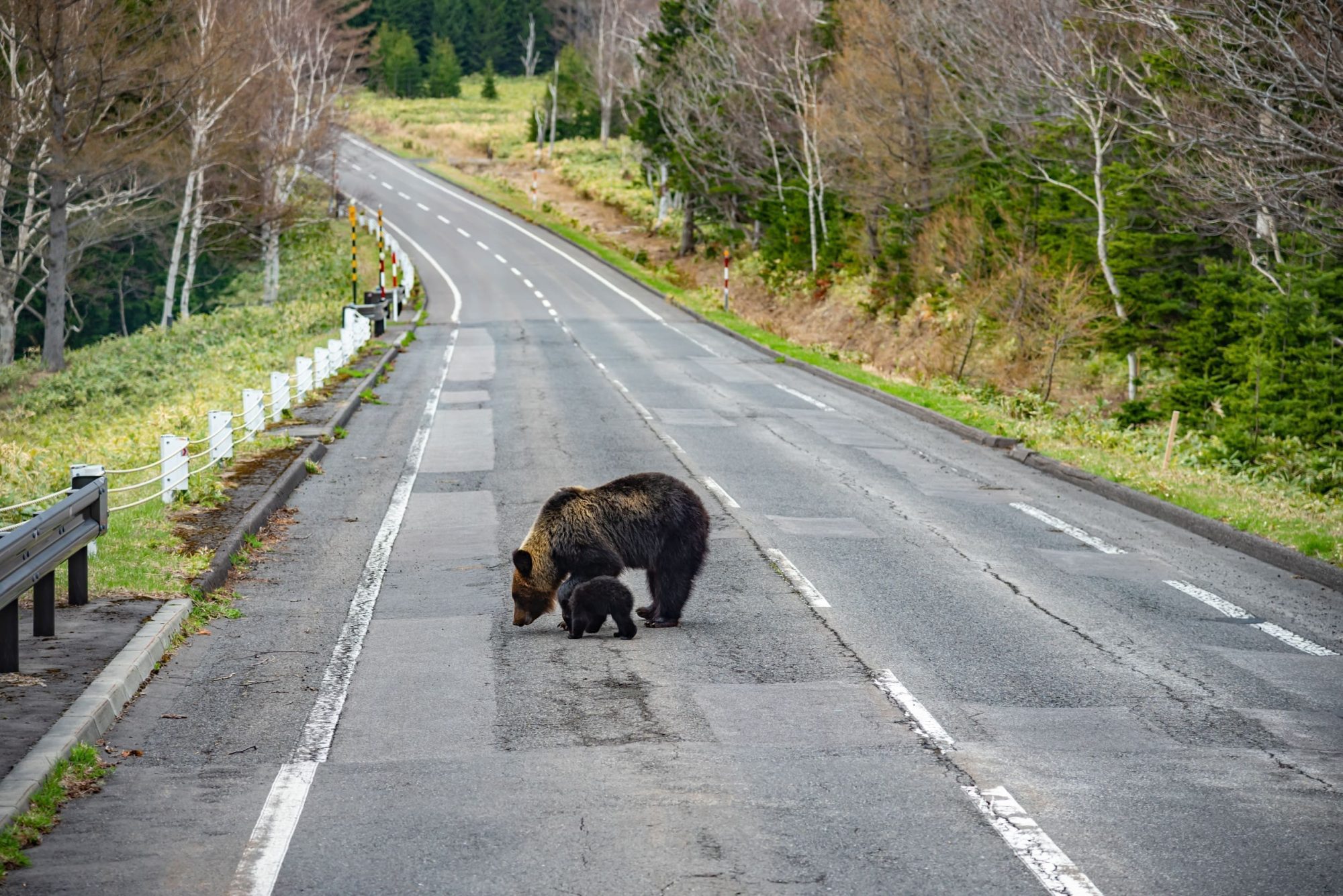 北海道遇熊怎麼辦?日本導遊教你正確應對與預防|熊鈴與防熊噴霧完整指南