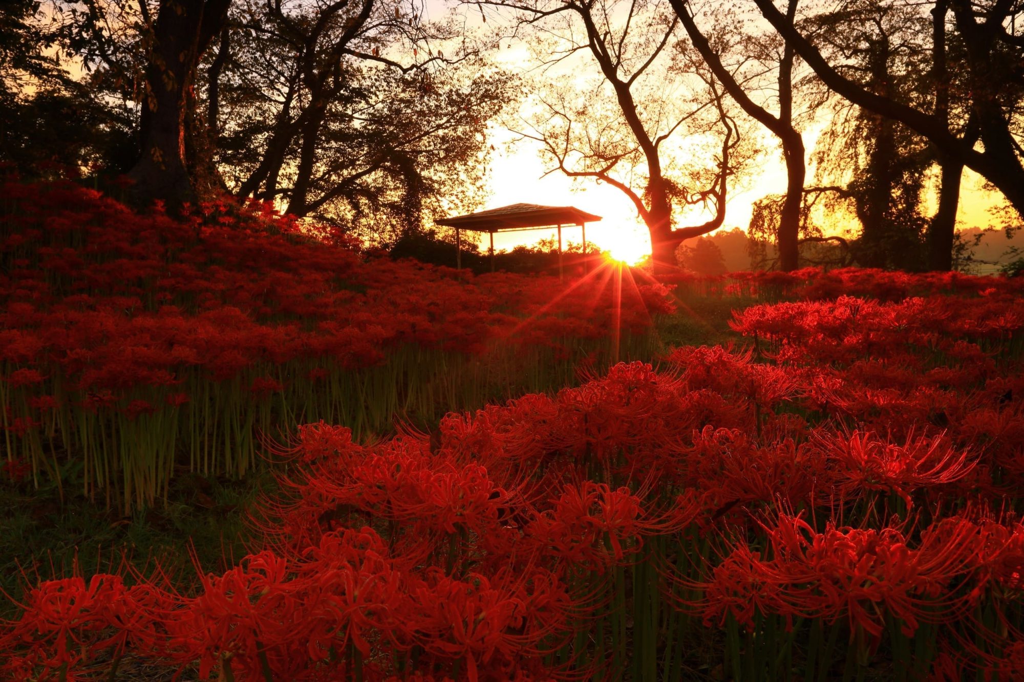 《鬼滅之刃》神秘之花「彼岸花」原型，日本最大曼珠沙華祭攻略