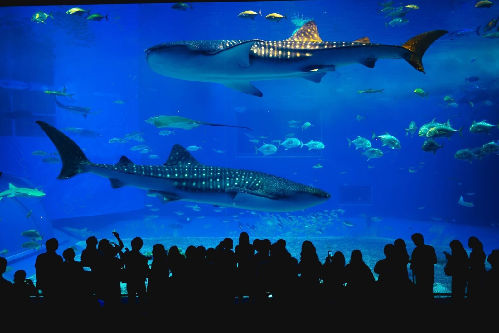 沖繩「星野OMO5沖繩水族館・美國村・玉泉洞・瀨長島」4日遊｜美麗海水族館・名護鳳梨園・美國村