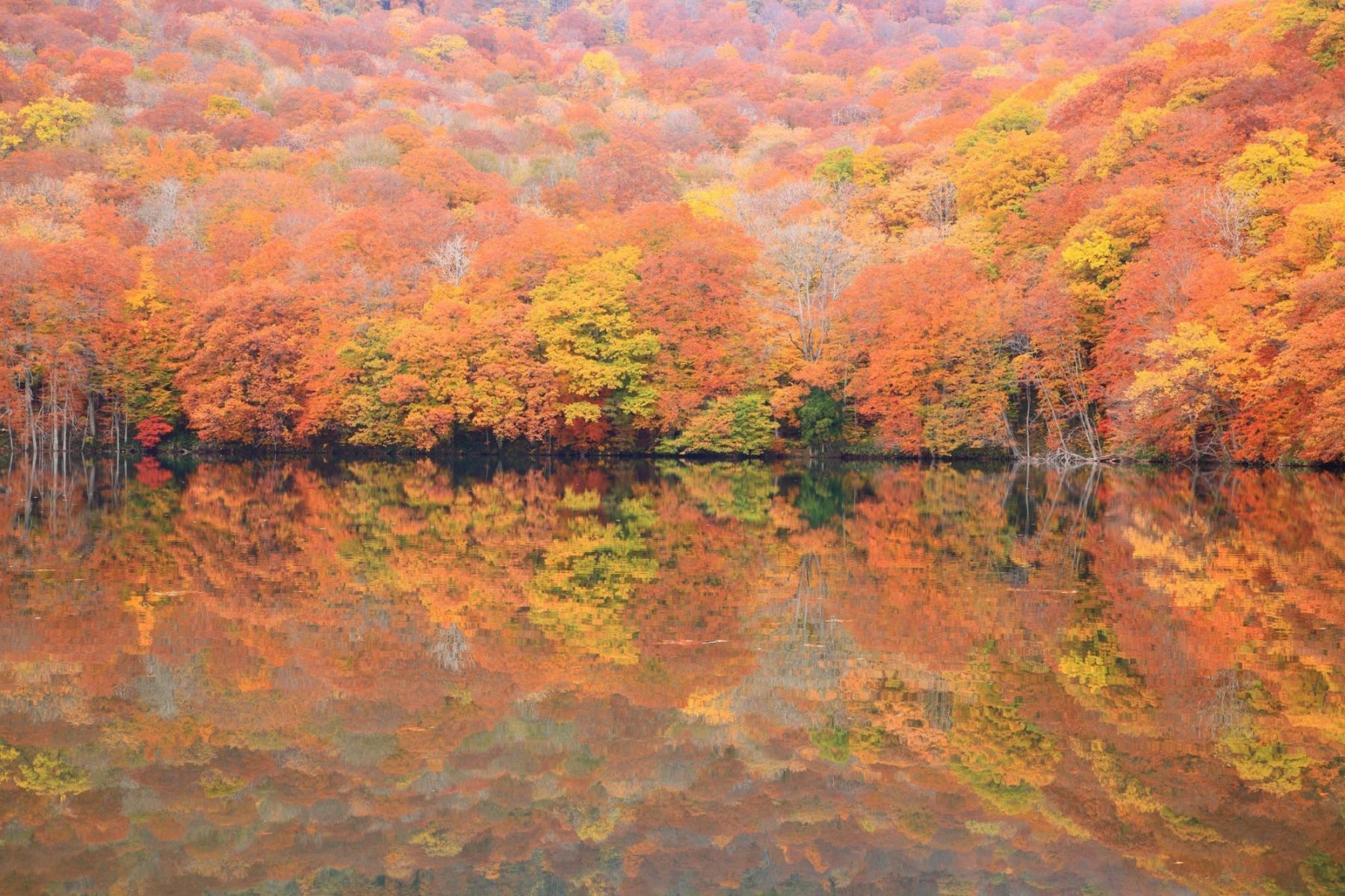 青森蔦七沼秋季紅葉倒影