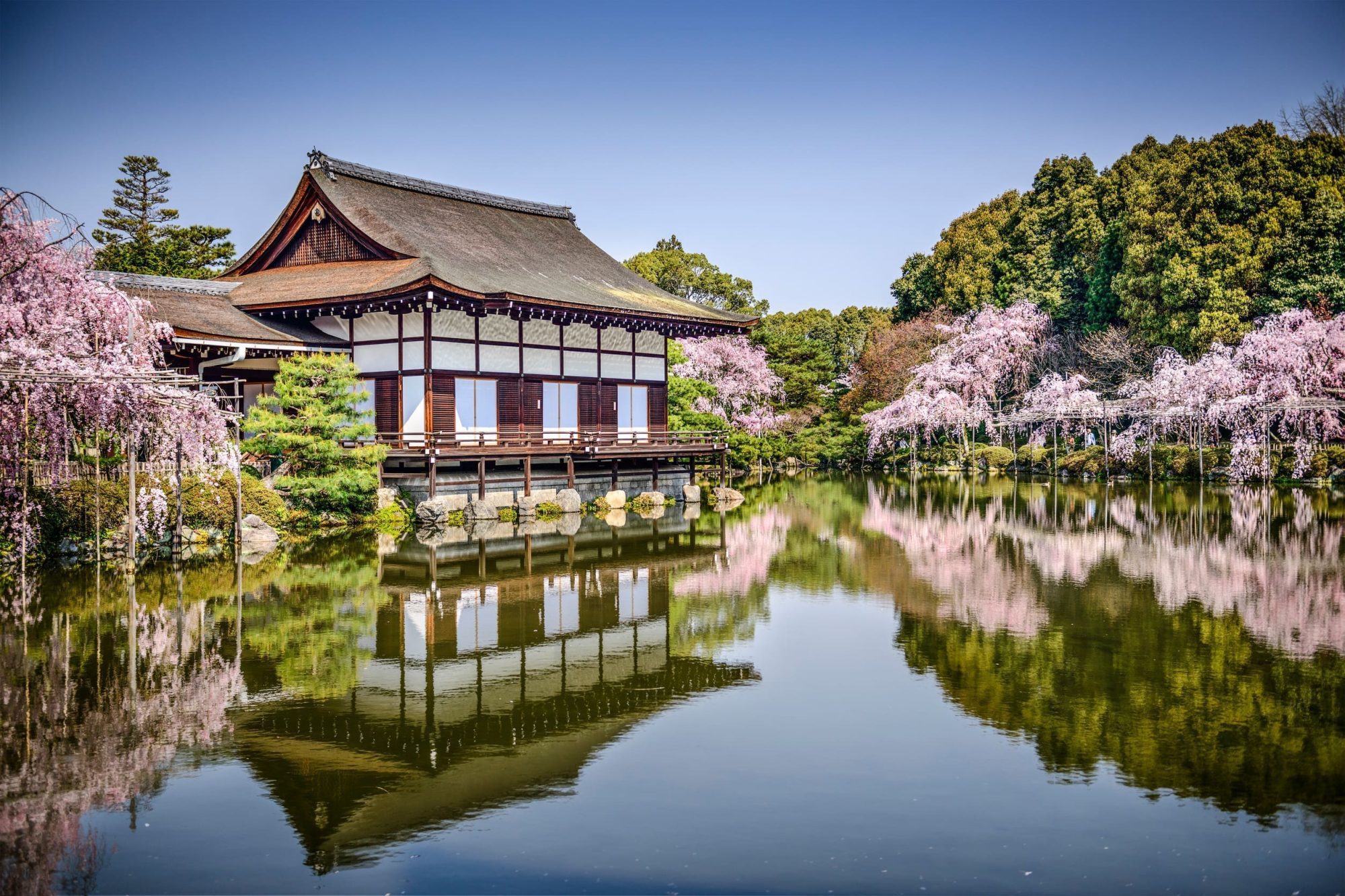 2026 京都平安神宮垂枝櫻庭園攻略|櫻之音夜夜櫻音樂會與交通指南