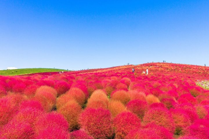 東京「掃帚草紅」5日遊｜國營常陸海濱公園・掃帚草