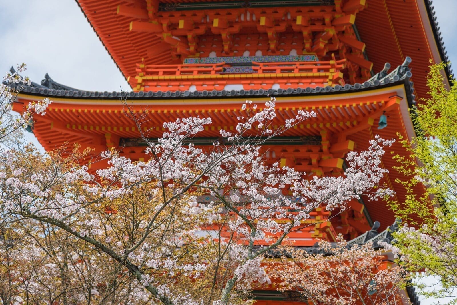 京都櫻花季賞櫻十大推薦景點