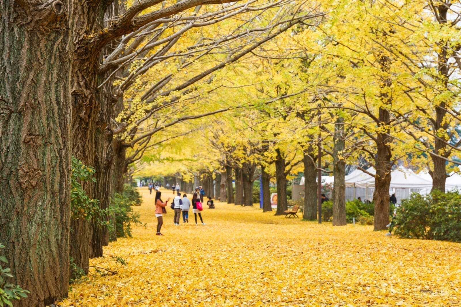 東京銀杏景點推薦｜最佳觀賞時間與交通指南