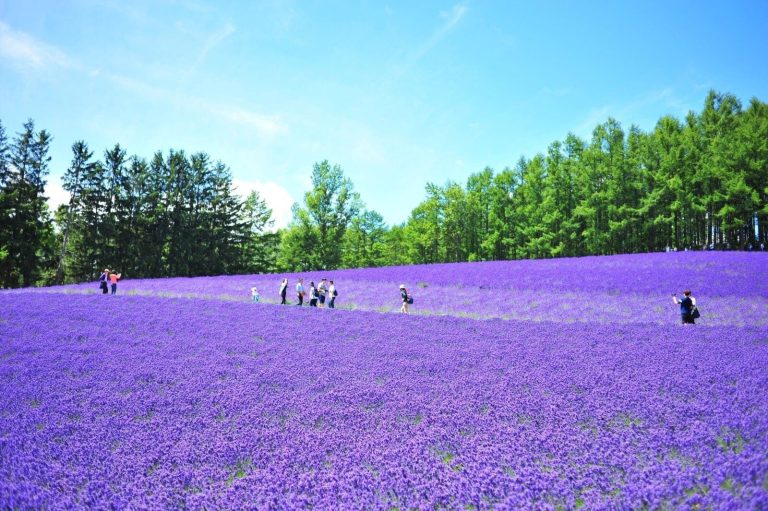 北海道：富良野薰衣草田