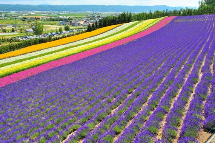 2026北海道富良野薰衣草花田攻略|花期、交通、富田農場與包車路線