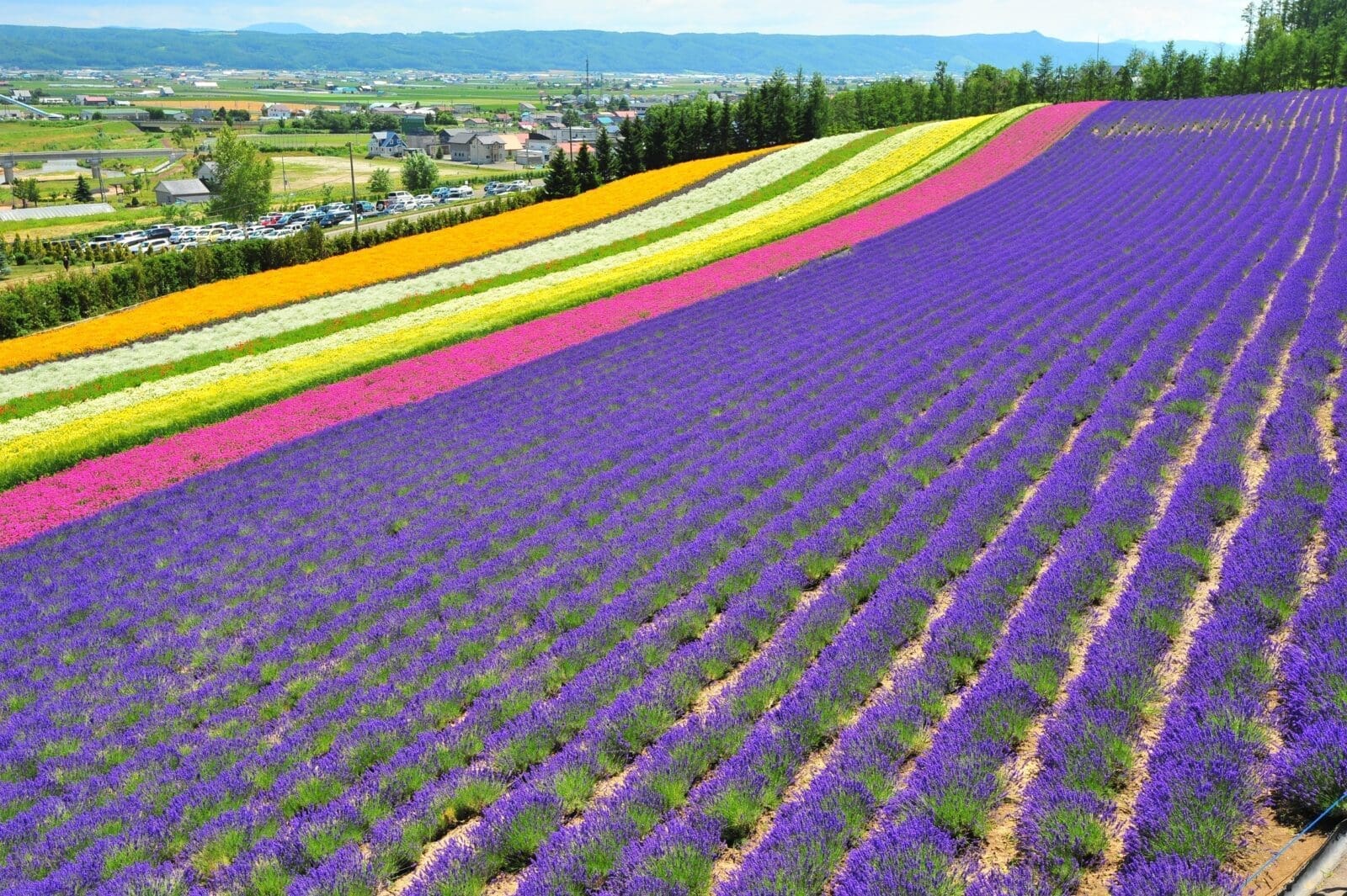 2026北海道富良野薰衣草花田攻略|花期、交通、富田農場與包車路線