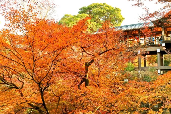 京都賞楓自由行攻略|紅葉時間、住宿區域與4天行程