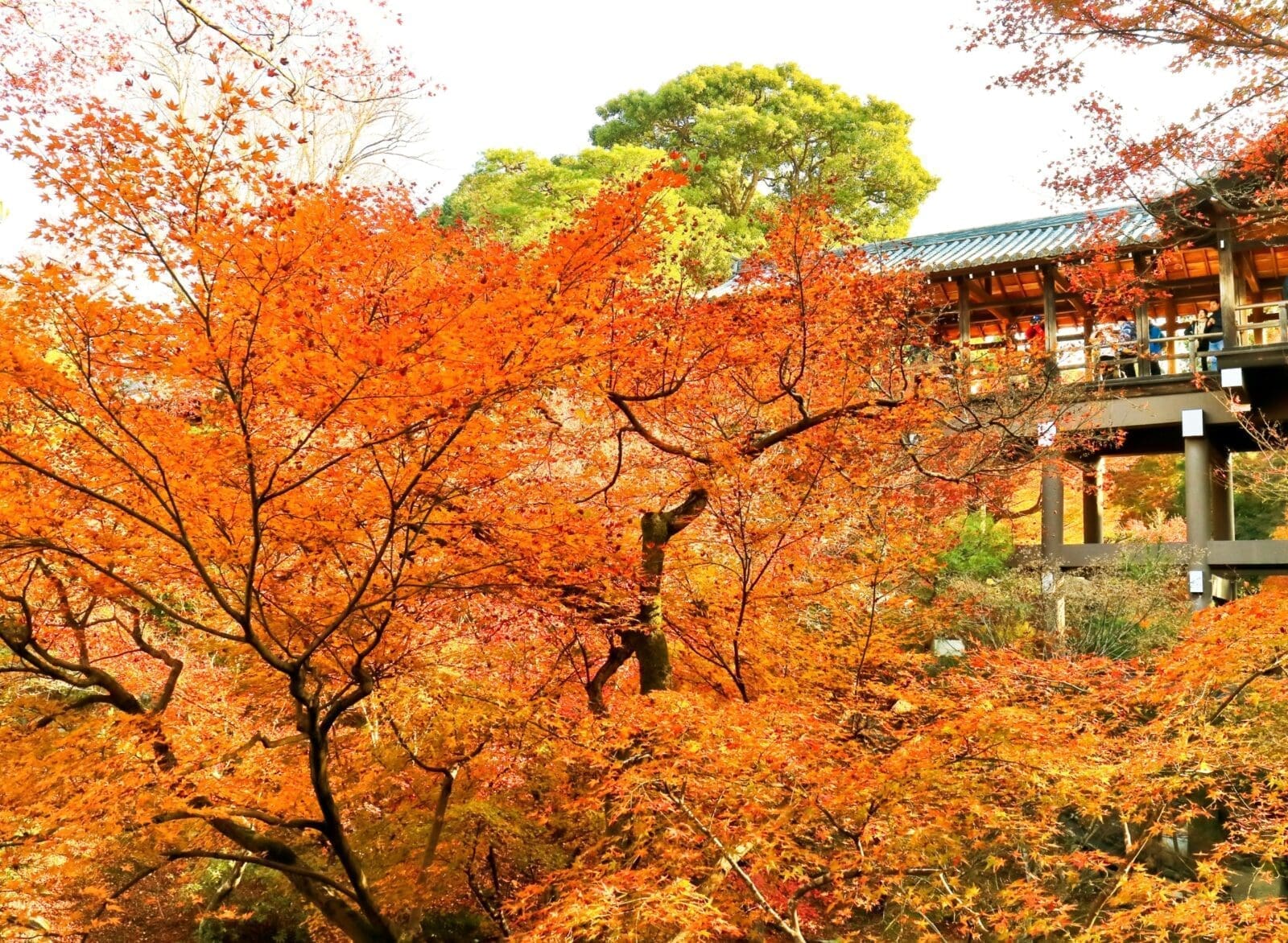 京都楓葉季自由行攻略|賞楓景點、住宿、美食一次搞定!