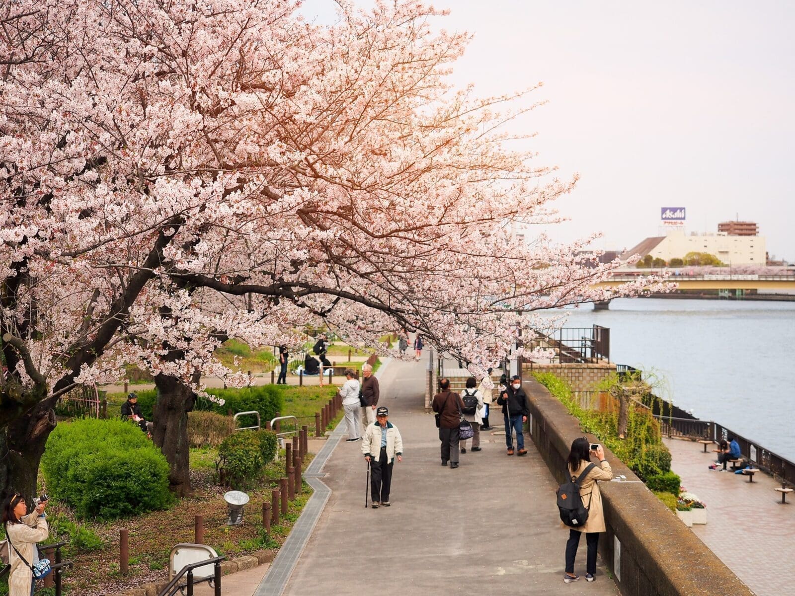 2026淺草隅田公園賞櫻|晴空塔最佳取景點、玩遍隅田川櫻花季