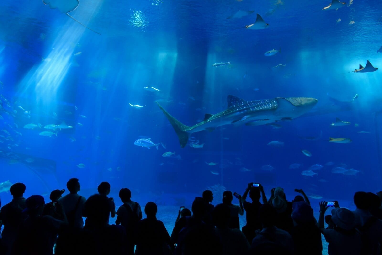 2026日本水族館親子攻略｜沖繩、大阪、橫濱到福岡怎麼選