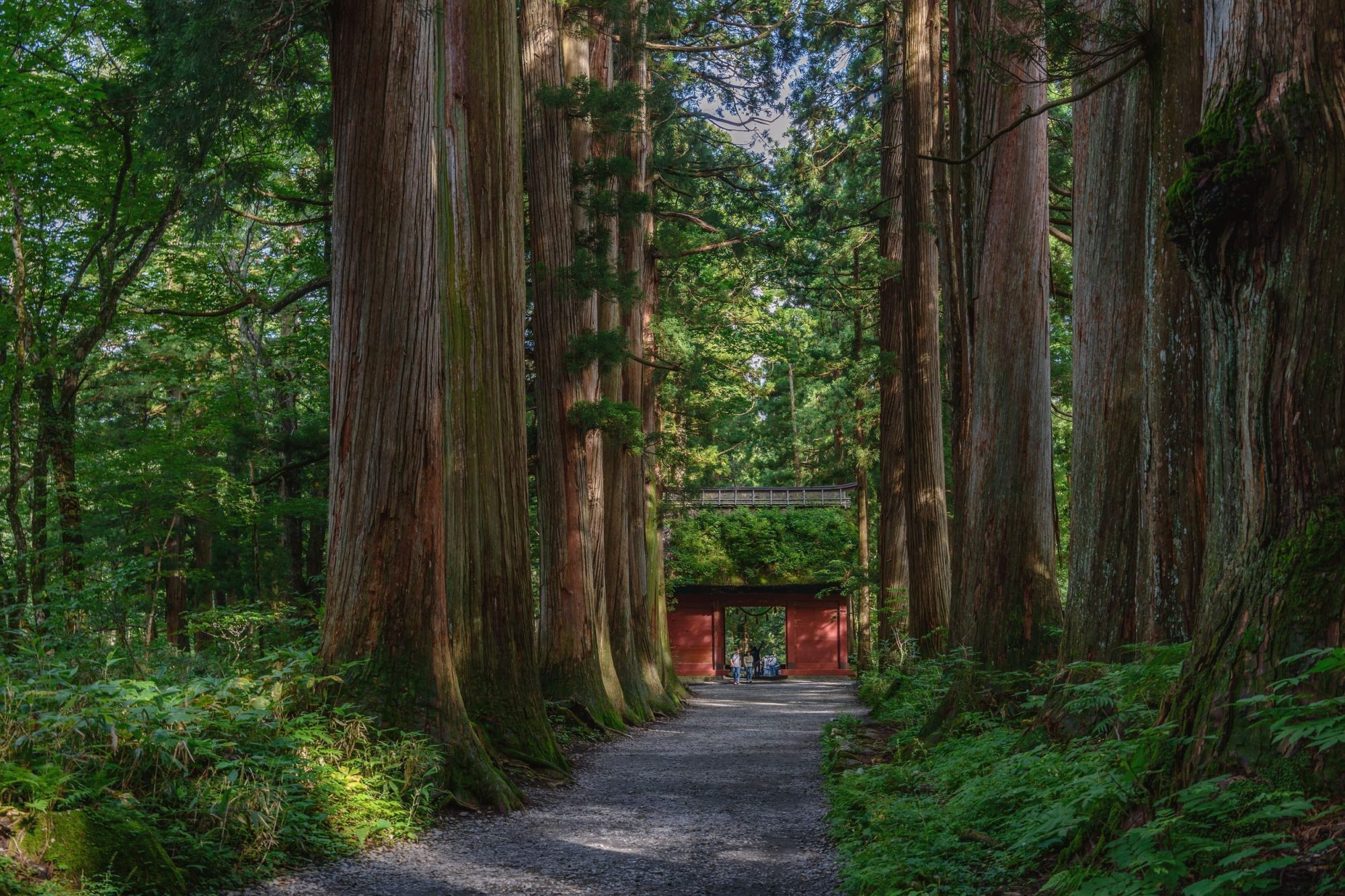 長野戶隱神社深度旅遊｜走過400年神木參道，與自然靈氣對話