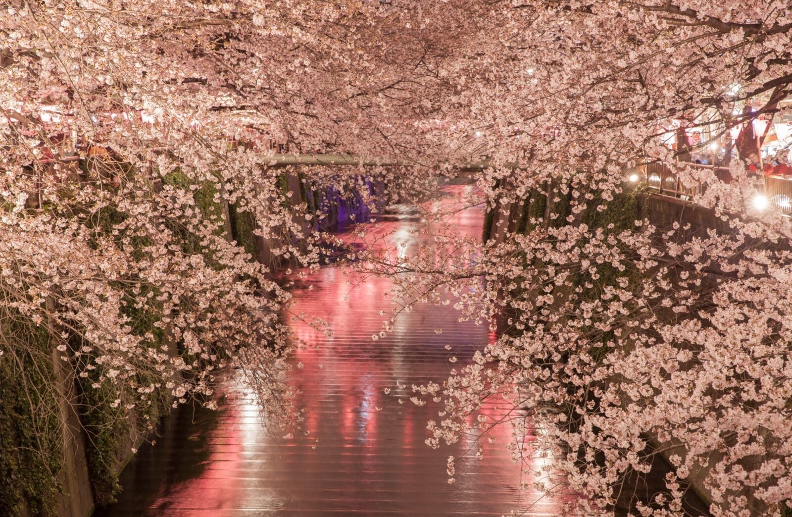 2026東京夜櫻推薦｜五大必去夜間賞櫻景點、點燈時間與拍照亮點