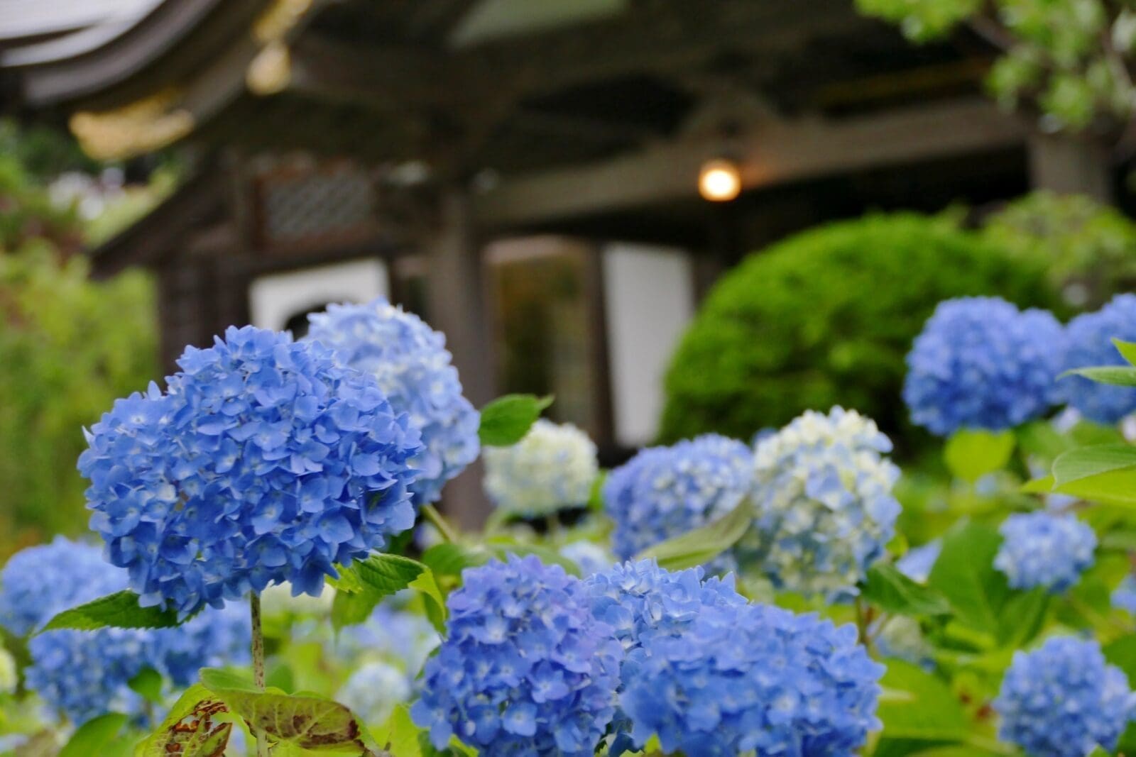 2026日本繡球花季攻略｜紫陽花開花預測、最佳賞花時間與十大賞花景點推薦
