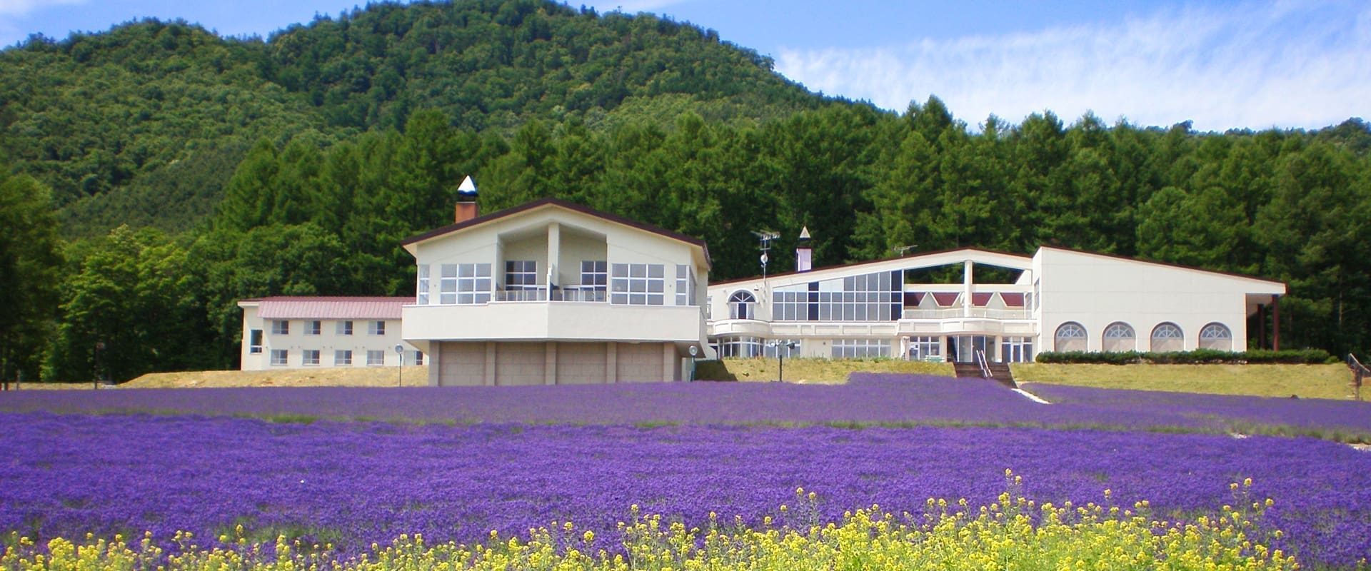 Highland Furano森林旁薰衣草花田