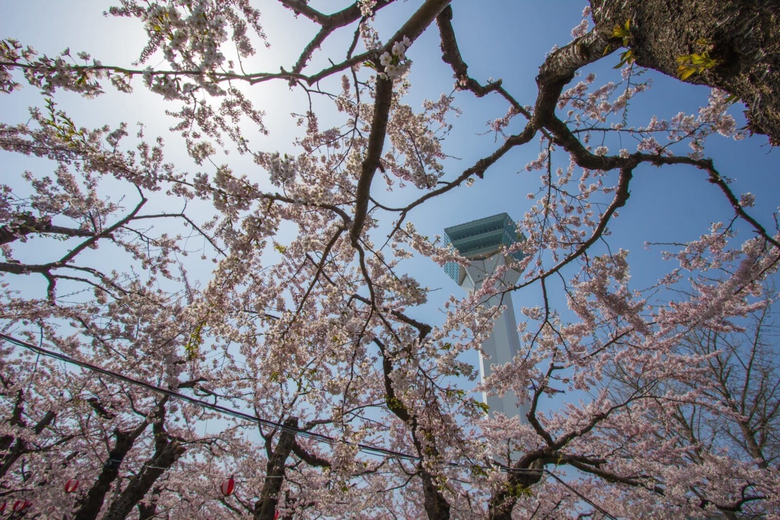 北海道櫻花最新賞櫻攻略