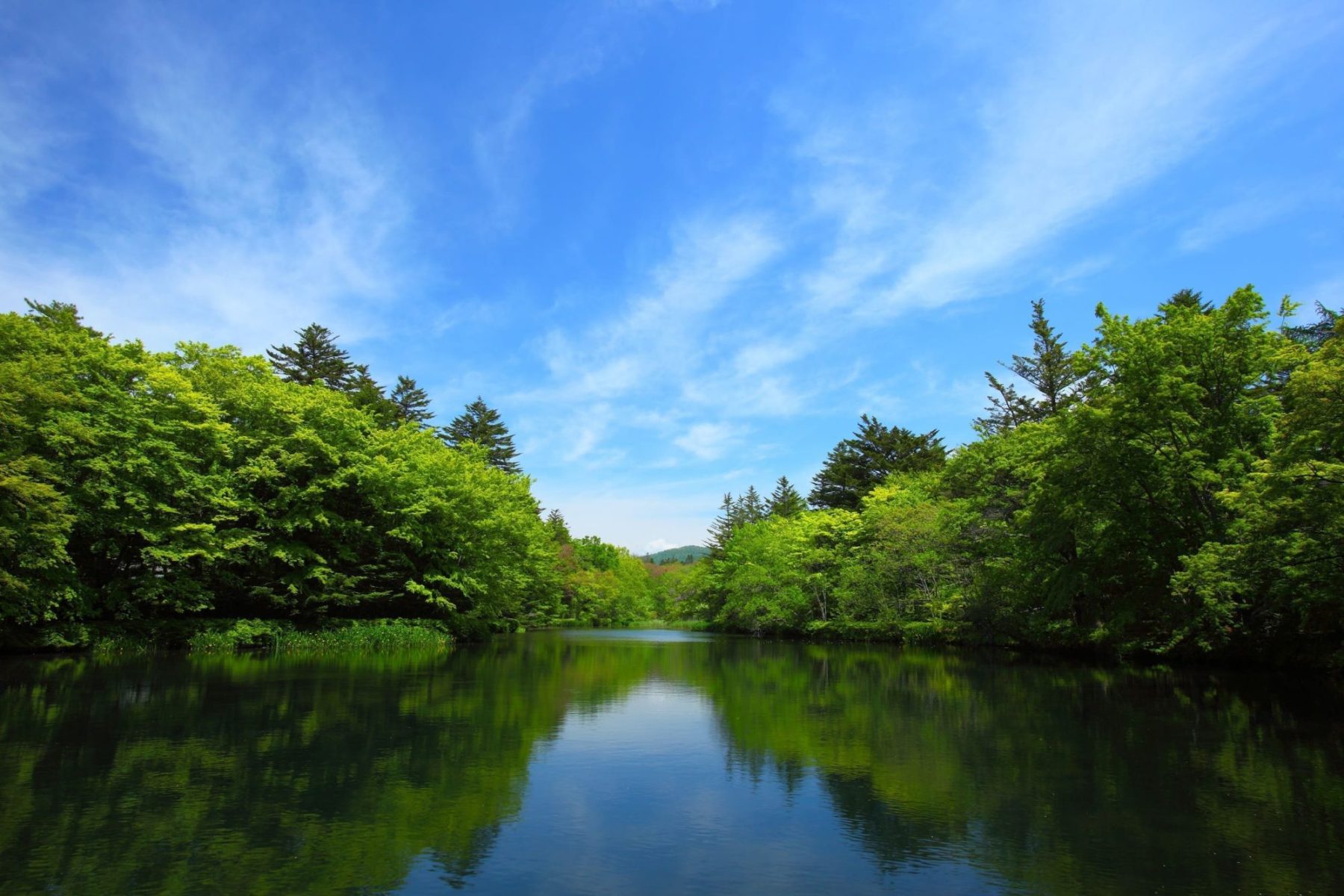 輕井澤雲場池夏季綠意景色