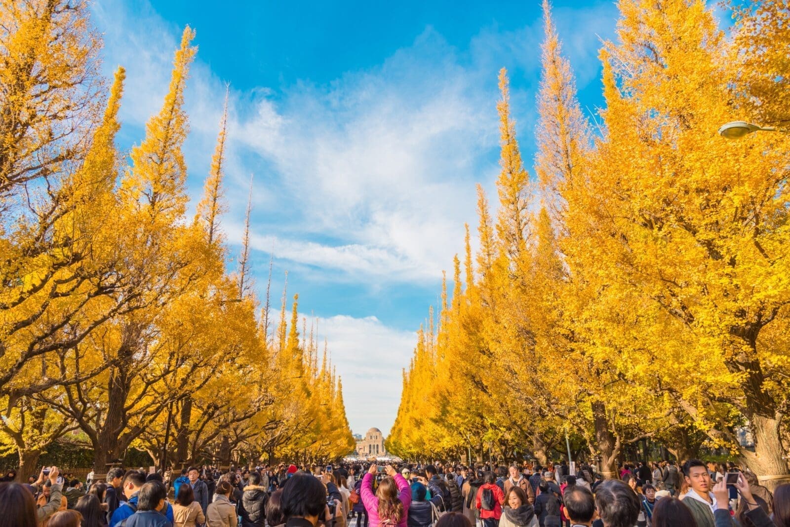 明治神宮外苑銀杏大道｜東京最浪漫的秋季景點，金黃銀杏隧道散步指南