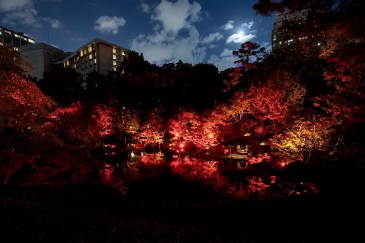 八芳園紅葉燈光秀攻略|TOKYO RED GARDEN 日期、交通與參觀重點