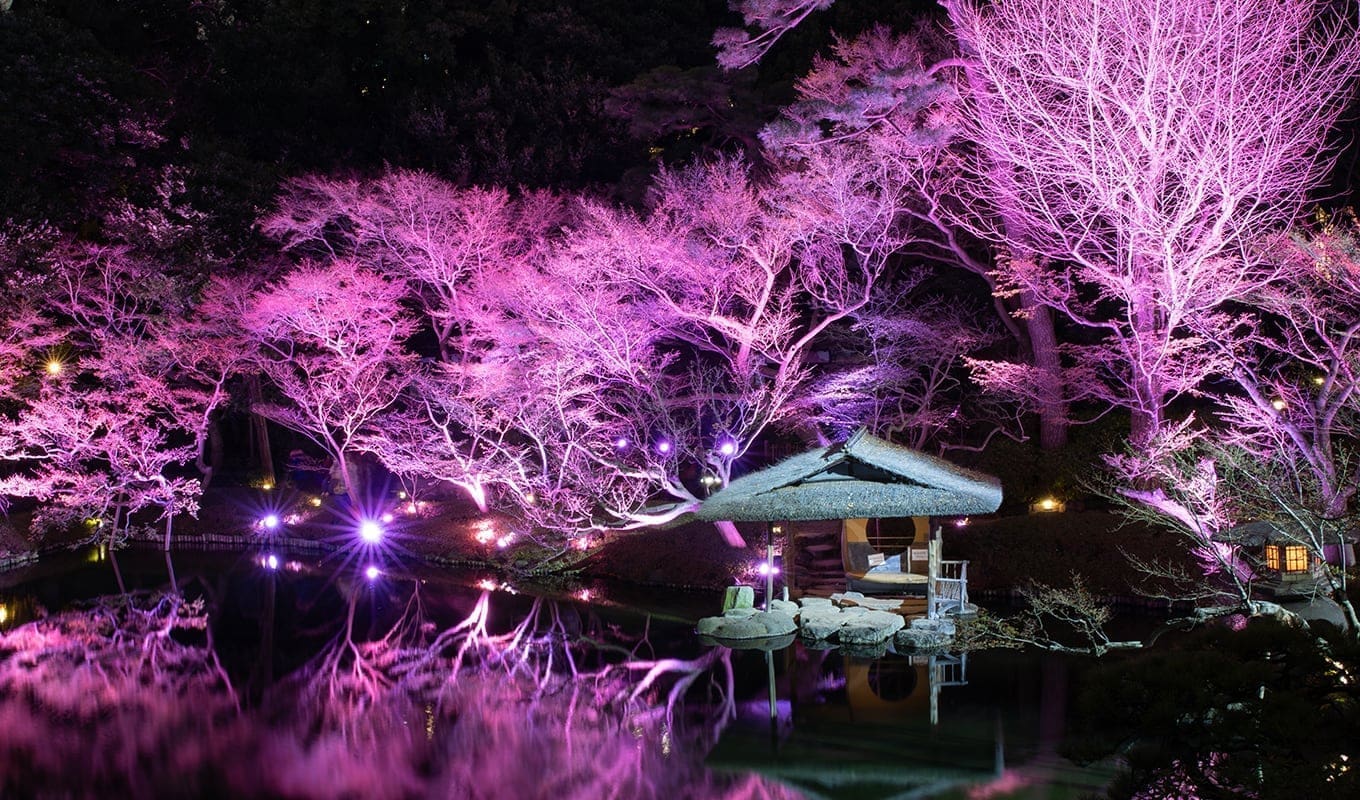 東京白金台八芳園夜櫻點燈節