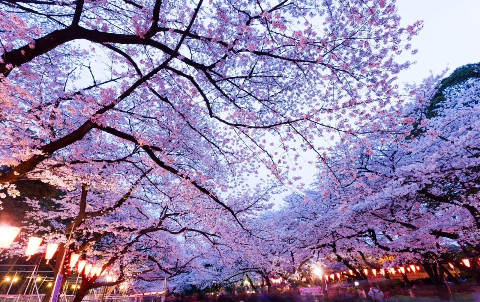 東京夜櫻點燈時間表與攻略