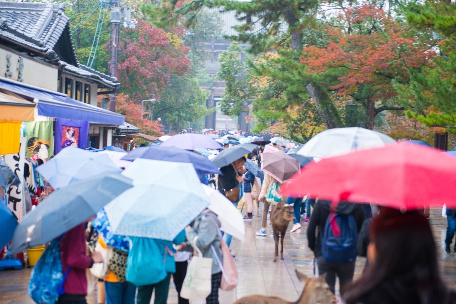 日本六月梅雨季怎麼玩？雨天也能盡興的行程＆景點