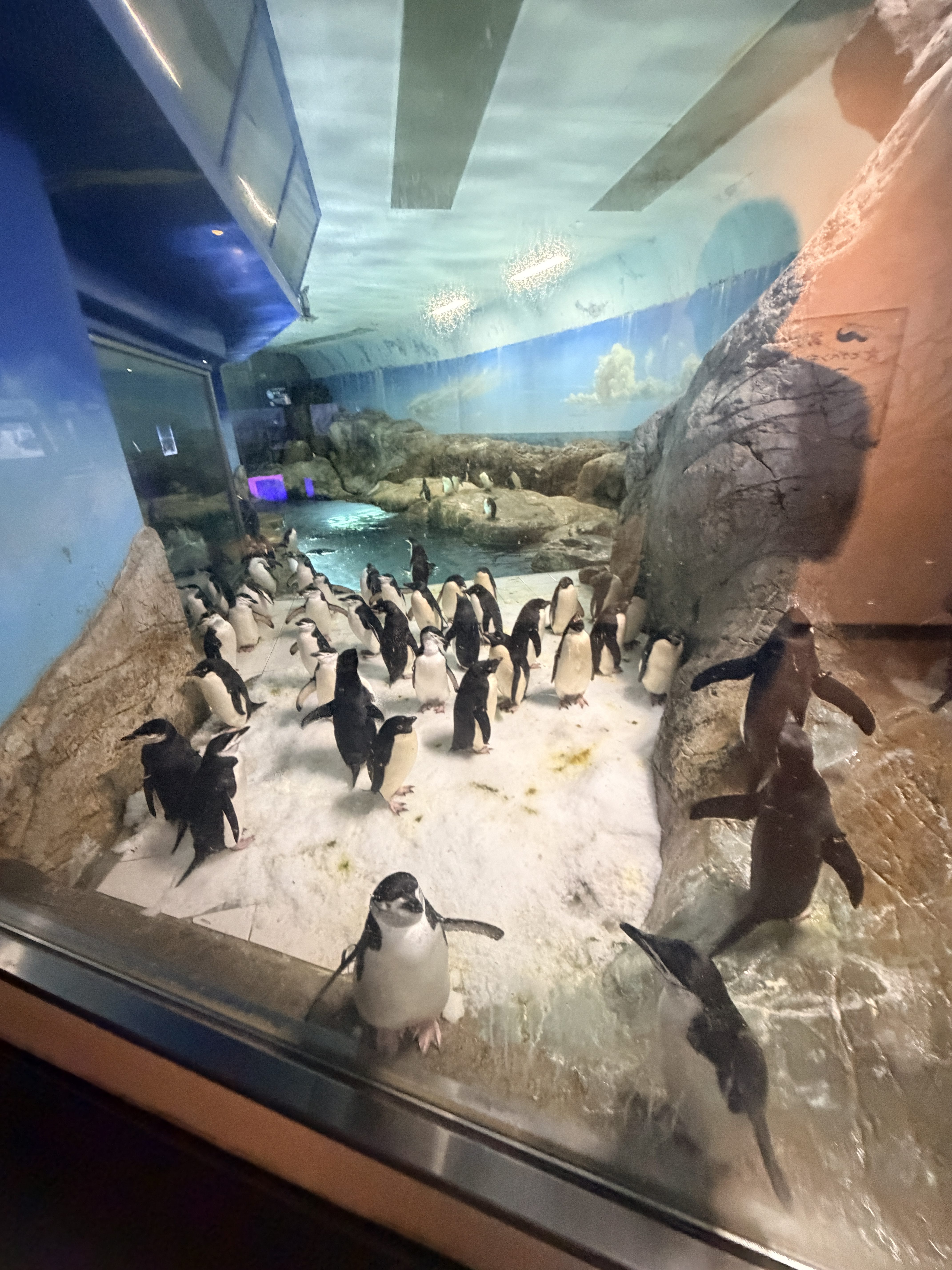 Adventure World 水族館內成群企鵝展示