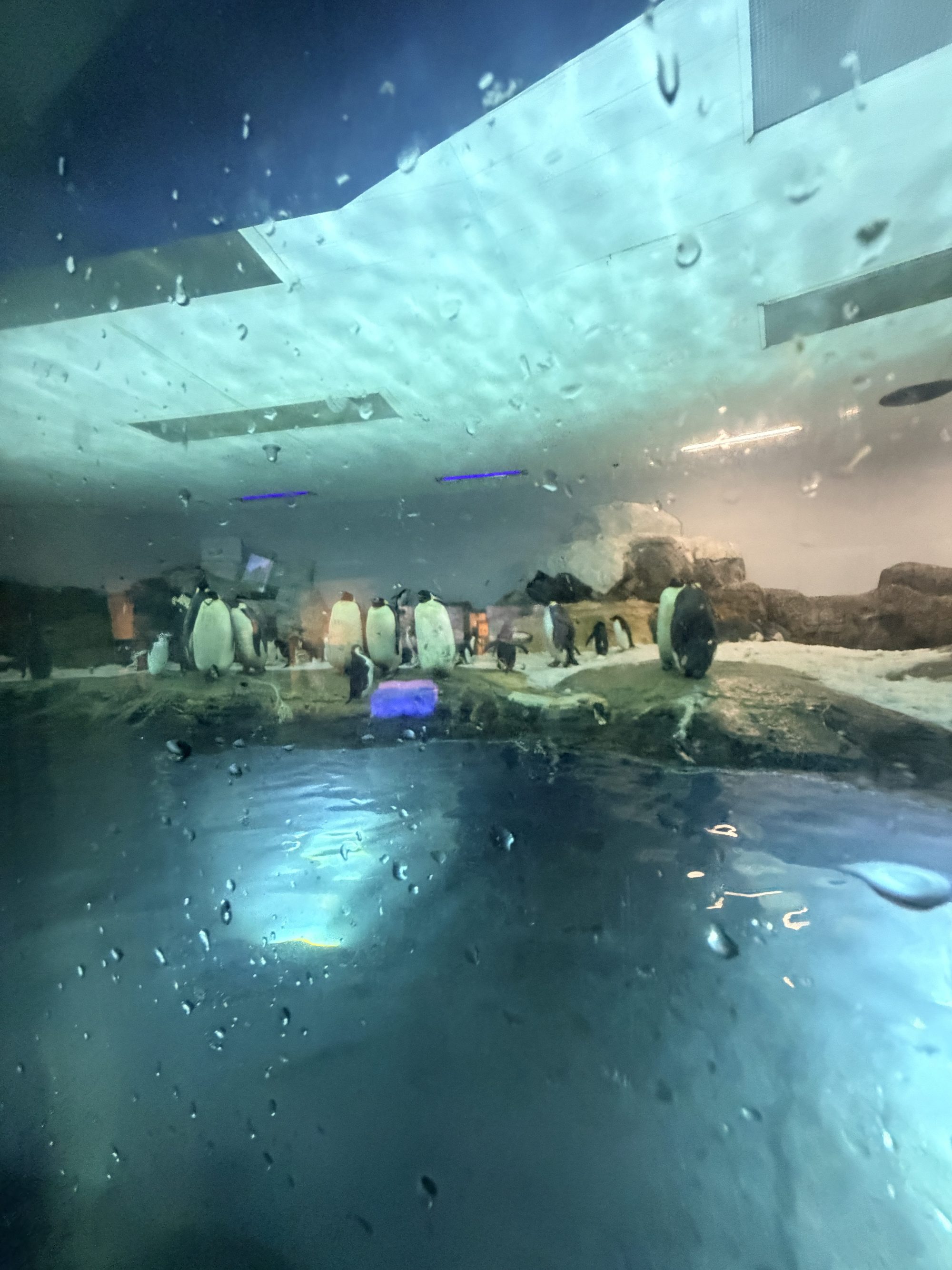 Adventure World 水族館大型水槽與水下景觀