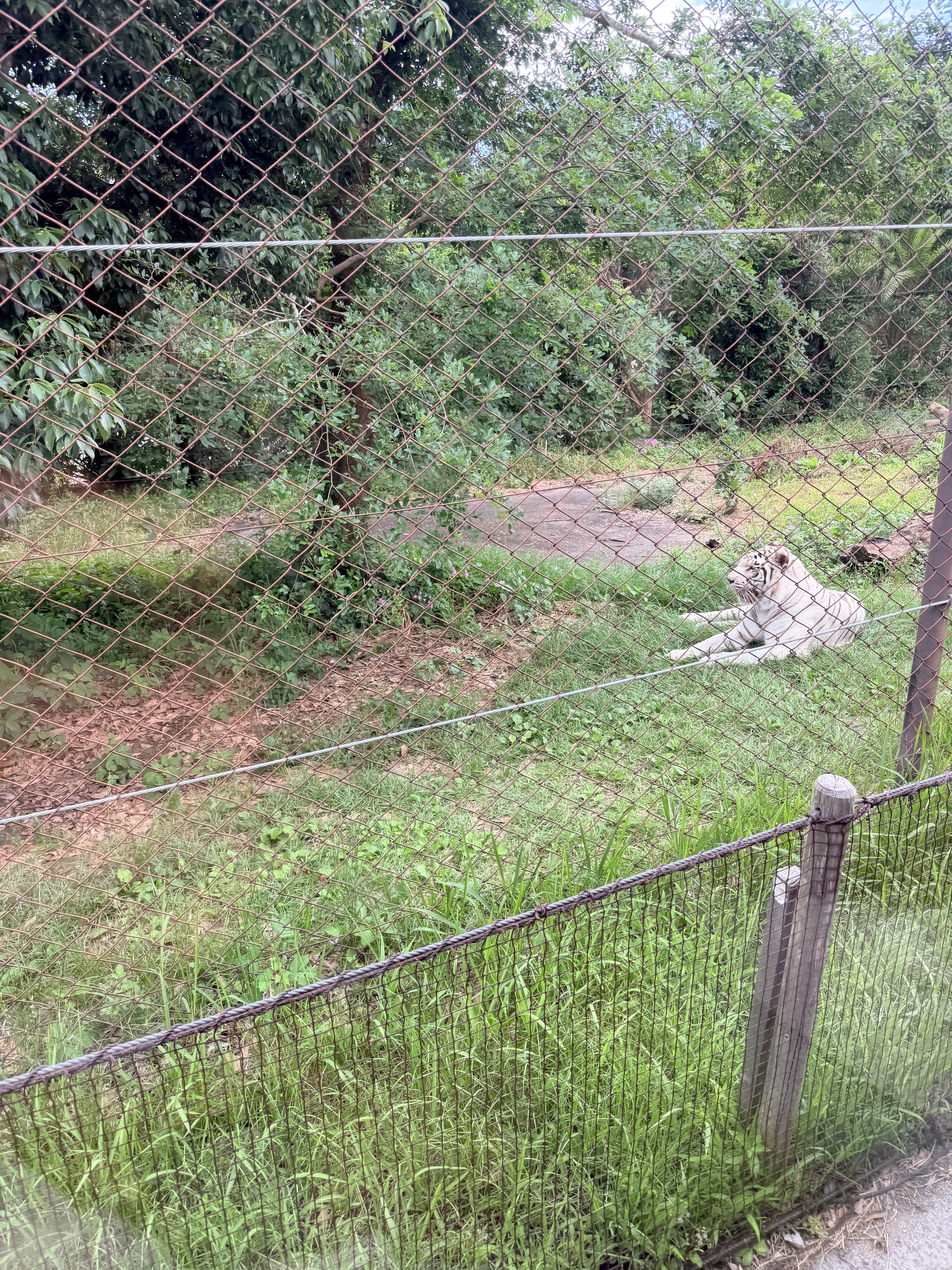 Adventure World Walking Safari 草原動物觀察區