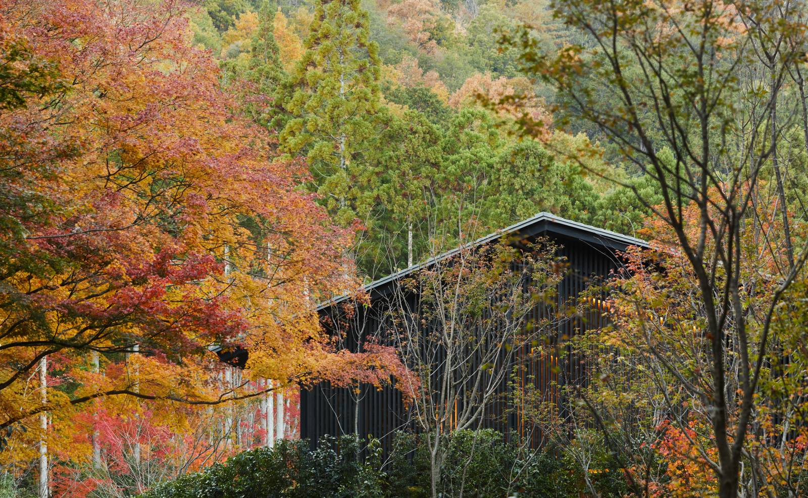 京都安縵