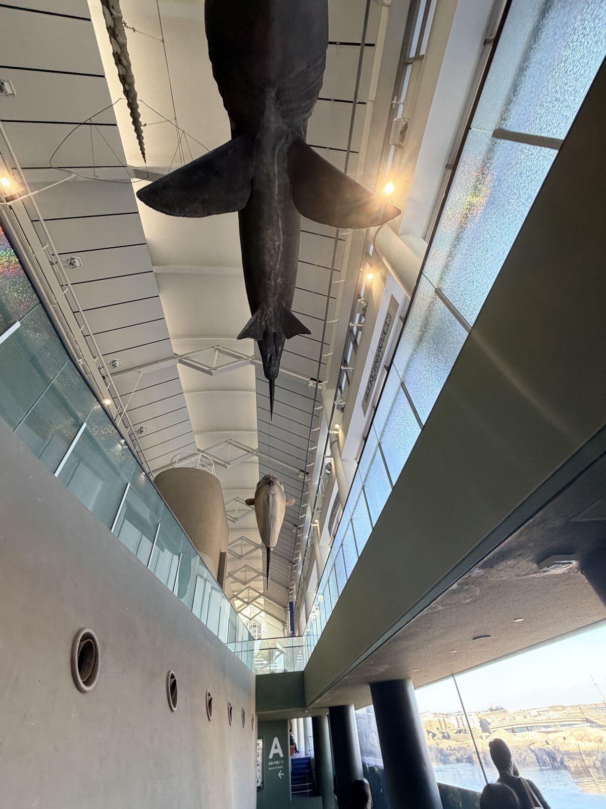 大洗水族館中庭吊掛鯊魚模型與海景窗