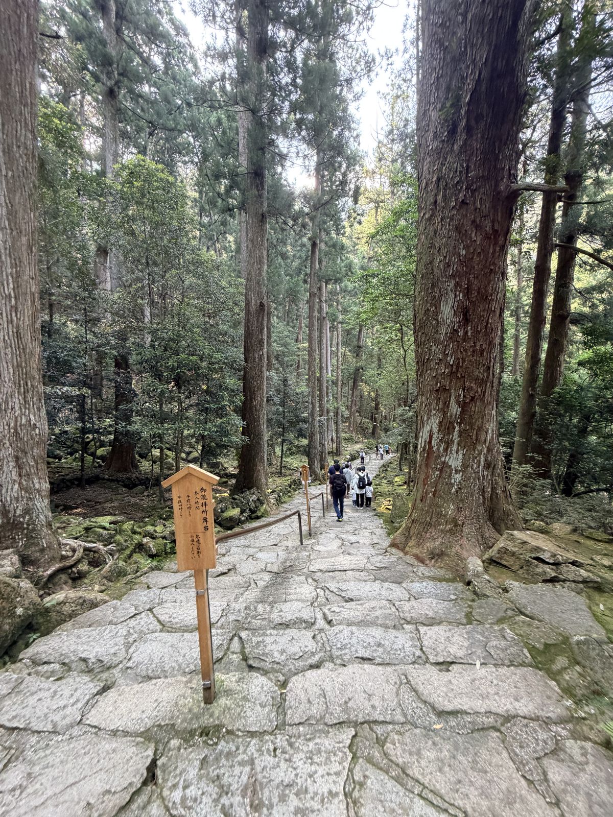 參道石板路與兩側杉木樹幹