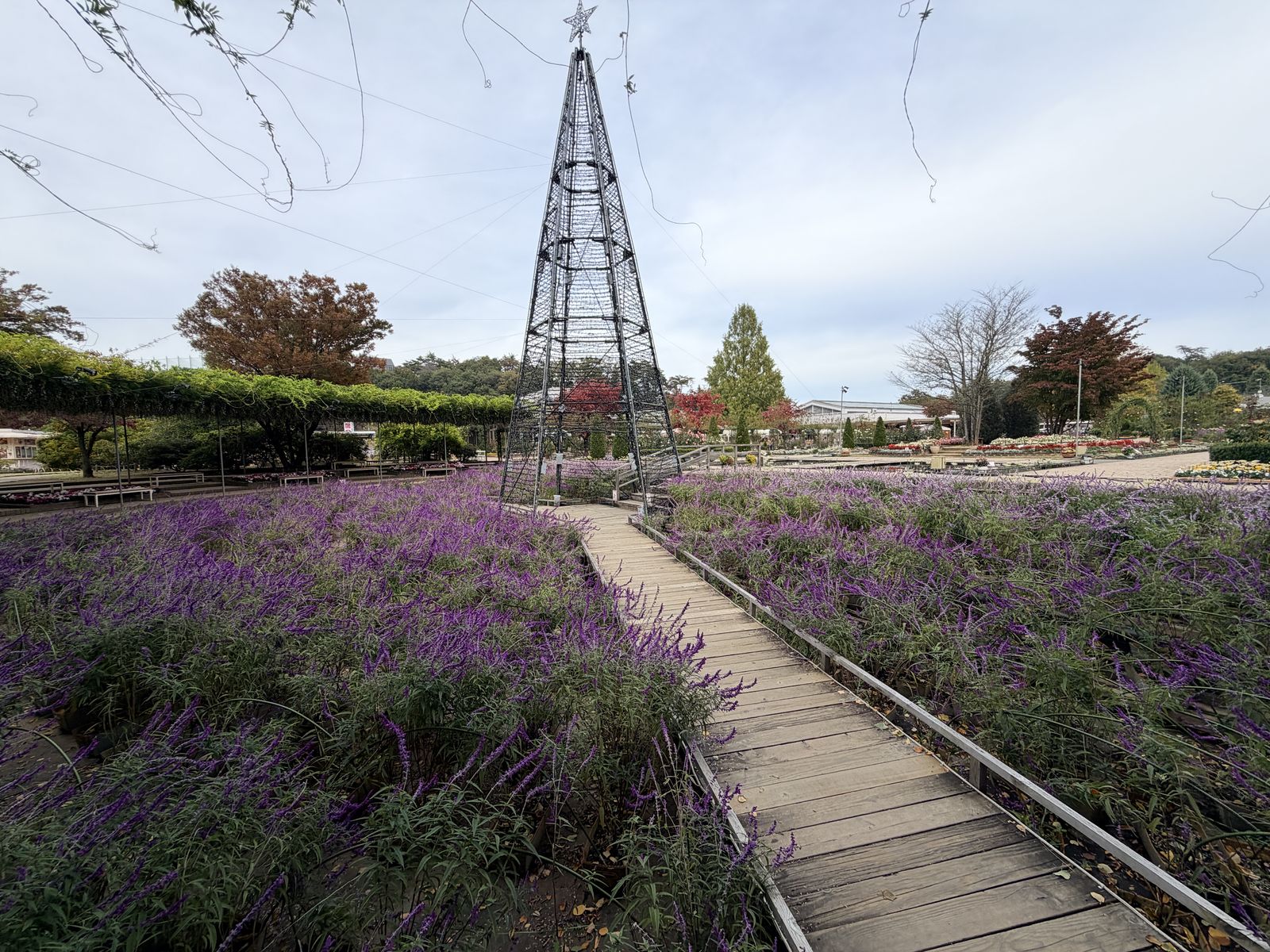 足利花卉公園秋季紫鼠尾草花田與木棧道