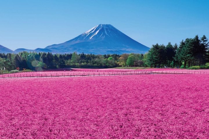 東京「常陸海濱公園足利紫藤花富士山芝櫻賞花」5日遊｜足利市紫藤花・富士芝櫻花・舊輕井澤銀座通