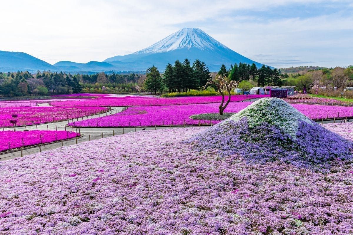 東京 常陸海濱公園 足利紫藤花 富士山芝櫻 賞花 五日 行程亮點