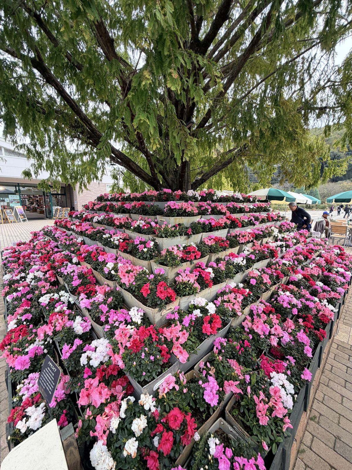 園內圓形季節花壇與植栽