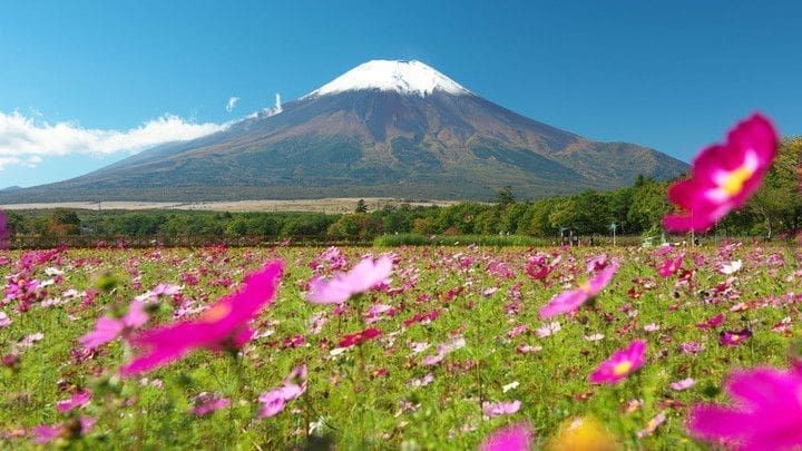 吉田本町通