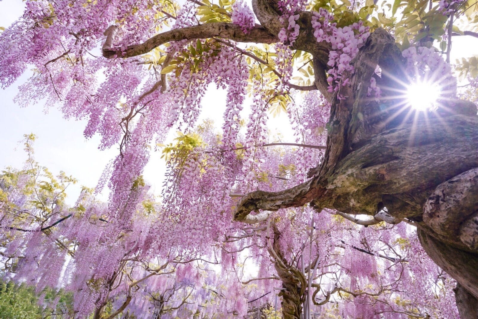 廣島世羅高原農場藤花季