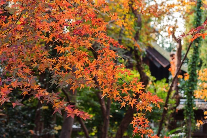 福岡賞楓攻略｜紅葉見頃、8大景點、交通與一日行程