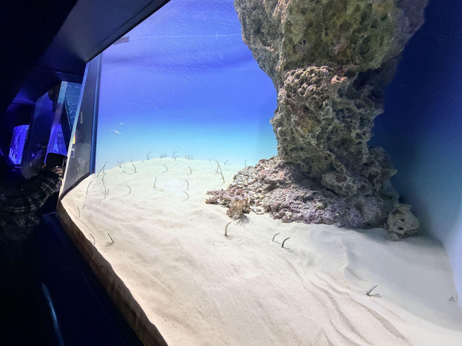 花園鰻從沙地探出頭的近距離展示