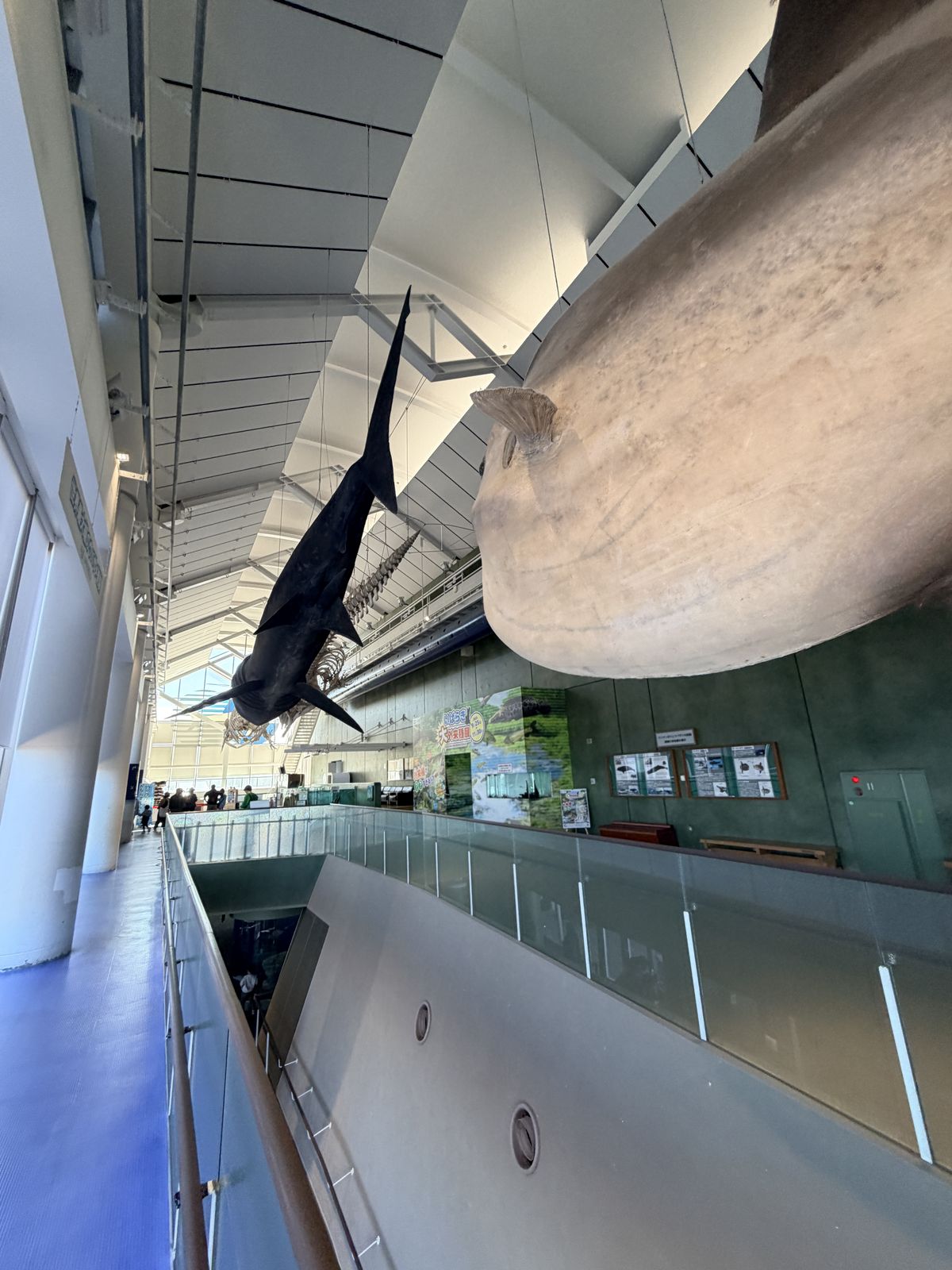 館內長廊吊掛大型海洋生物標本與模型