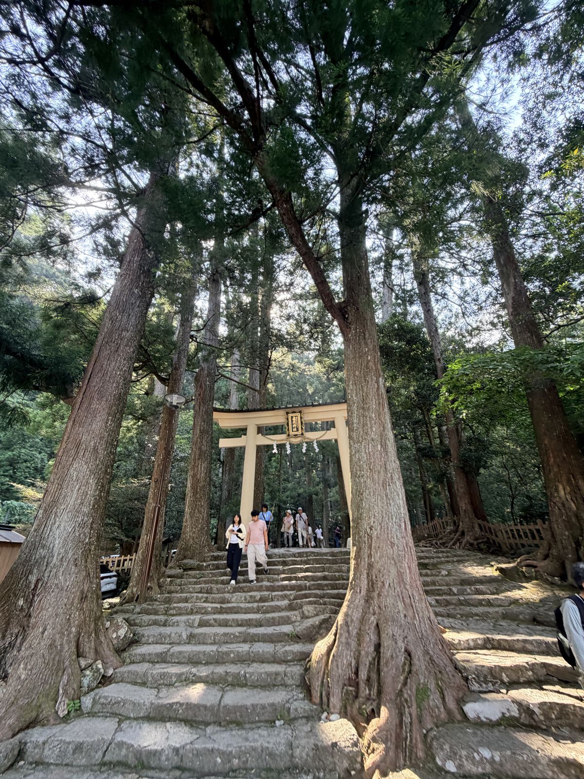 飛瀧神社石階盡頭的淡色鳥居與杉木